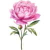 🌸