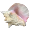 🐚