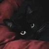 🖤