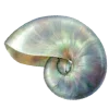 🐚