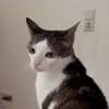 Luna — Telegram emoji pack