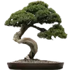 🌳