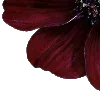 🌺