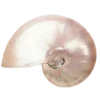 🐚