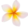 🌸