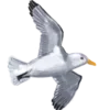 🕊️