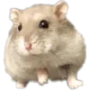 🐹