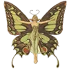 🦋