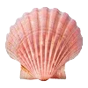 🐚