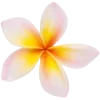 🌸