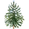 🌲