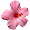 🌺