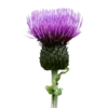 🌹