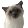 🐈