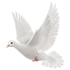 🕊
