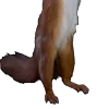 🐿