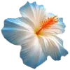 🌺