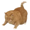 🐱