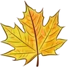 🍁