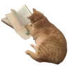 😽