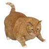 🐈
