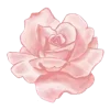 🌸