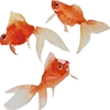 🐟