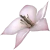 🌸
