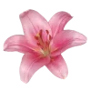 🌺