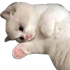 🐱
