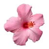 🌸