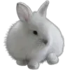 🐰
