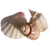 🐚