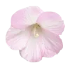 🌸