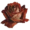 🌹