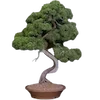 🌳