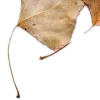 🍁