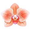 🌸