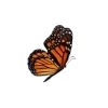 🦋