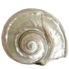 🐚