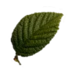🌱
