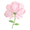 🌸