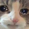 🥺