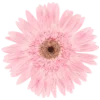 🌸