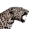 🦁