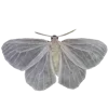 🦋