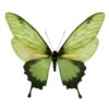 💚