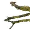 🪔
