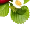 🍓