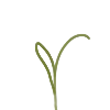 🌱
